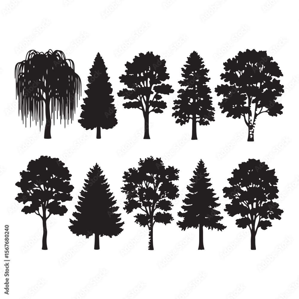 Fototapeta premium Diverse deciduous and coniferous trees in silhouette nature