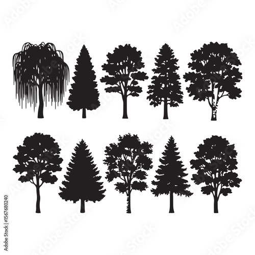 Diverse deciduous and coniferous trees in silhouette nature