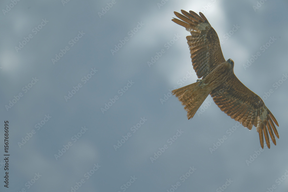 Obraz premium Bird of Prey Gliding in the Sky