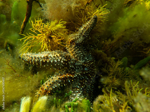 Photography starfish