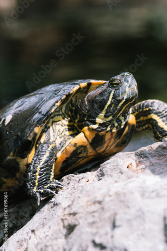 Red-eared Slider Turtle
