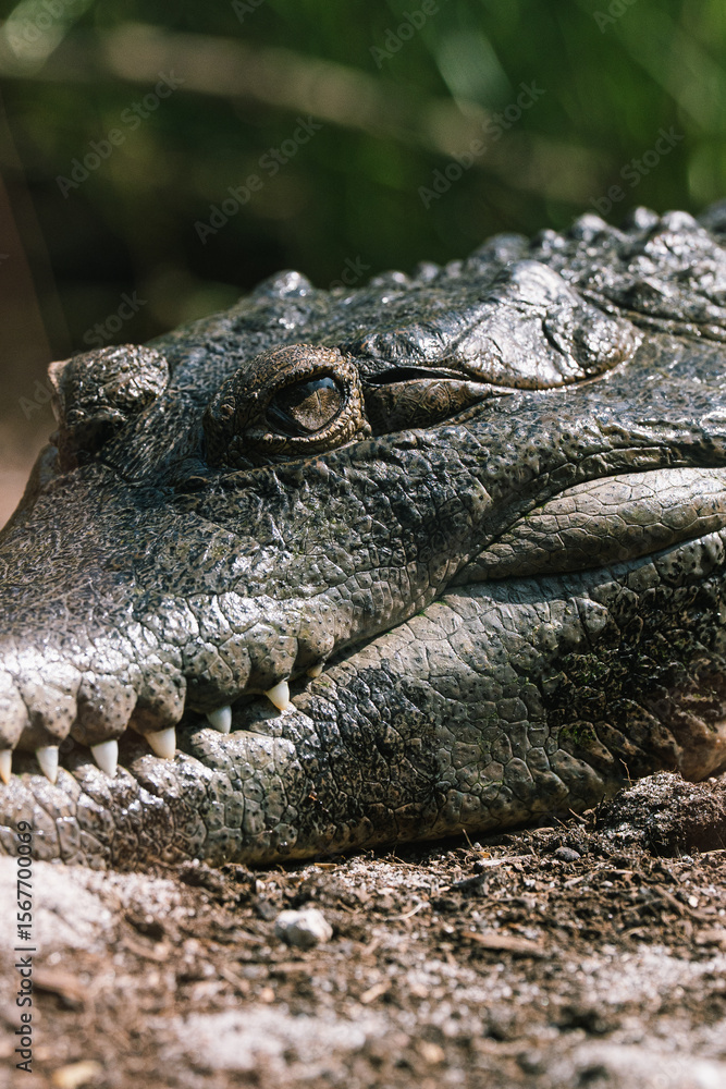 Obraz premium close up of a crocodile