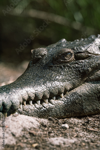 crocodile in the zoo