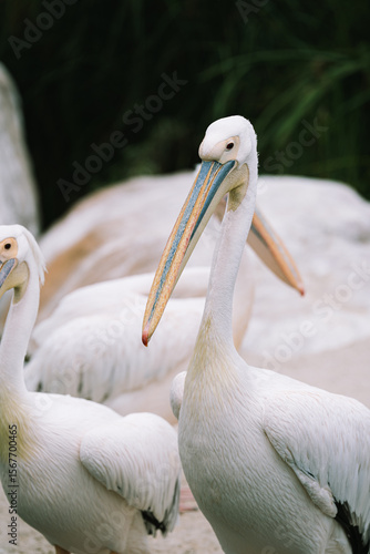 Great White Pelican