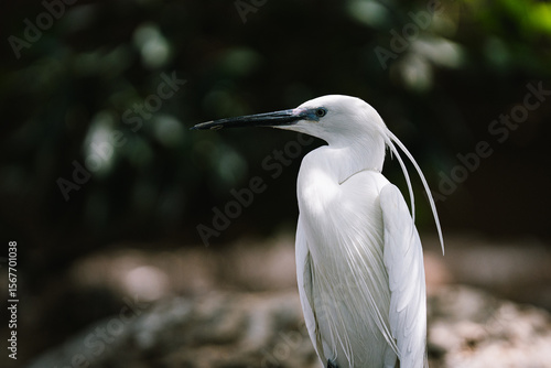 Snowy Egret