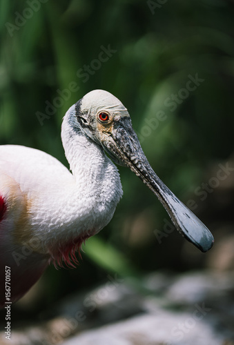 Roseate Spoonbill