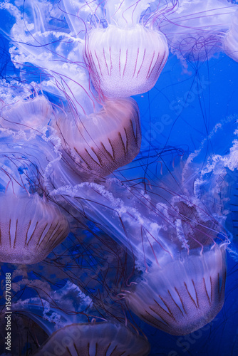 Jellyfish