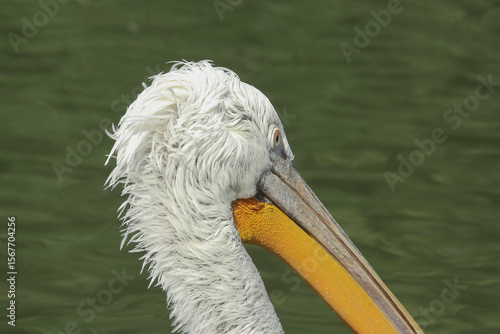 Porträt eines Krauskopfpelikans, Pelecanus crispus