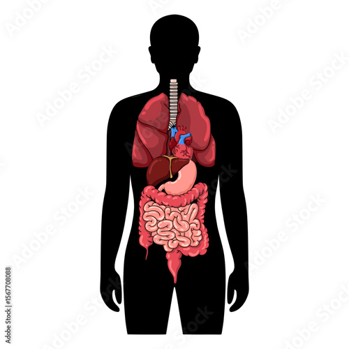 Human body anatomy internal organs and parts diagram. lungs, intestines, stomach, heart, liver. Flat vector illustration isolated on white background
