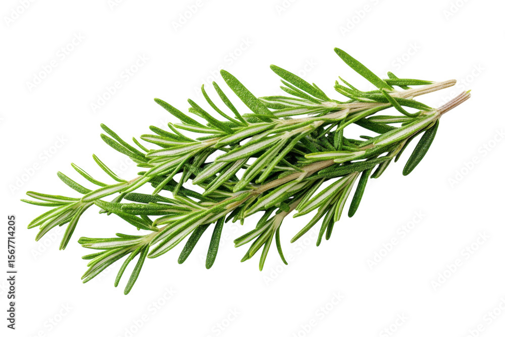 Fresh Rosemary Sprigs Isolated on Black Background Aromatic Herb Culinary Ingredient Natural on transparent background Fresh Rosemary Sprigs Isolated on Black Background Aromatic Herb Culinary Ingredient Natural on transparent background