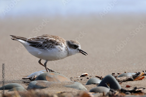 new zealand dotterel