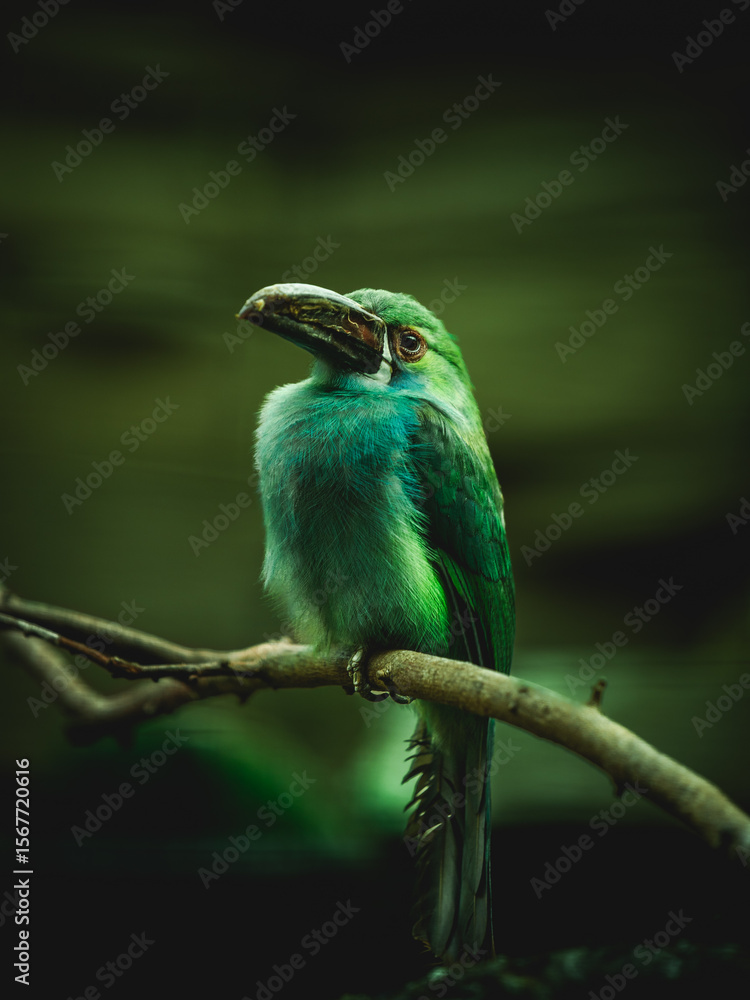 Obraz premium Vibrant Crimson-rumped Toucanet Perched on a Branch, Exotic Tropical Avian Species in Natural Habitat, Close-Up of Colorful Wildlife in Rainforest