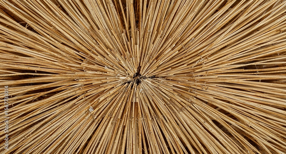 Obraz premium Close up view of a thatched roof showing the radiating pattern of the straw from the center point
