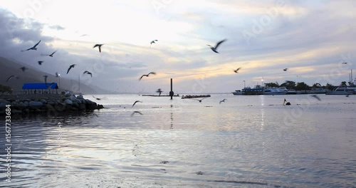  Atardecer Caribeño - Aves II