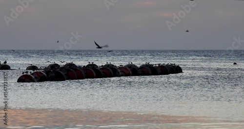 Atardecer Caribeño - Aves IV