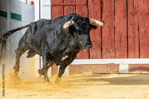 Bull charging energetically through dirt in a bullring during a traditional event in Spain