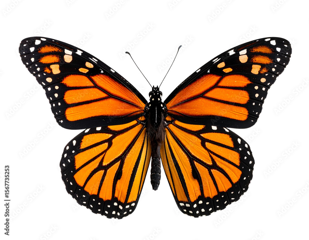 Fototapeta premium Realistic Monarch Butterfly with Open Wings, Isolated on Transparent Background