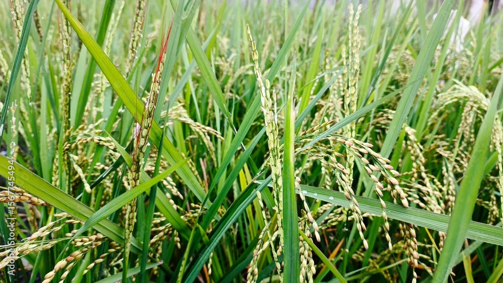 Obraz premium Landscape image, rice grains on green leaves, also visible are rice grains that have just burst from their stalks.