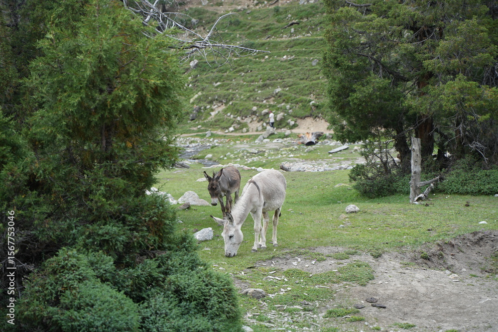 Fototapeta premium donkey greezing in mountains