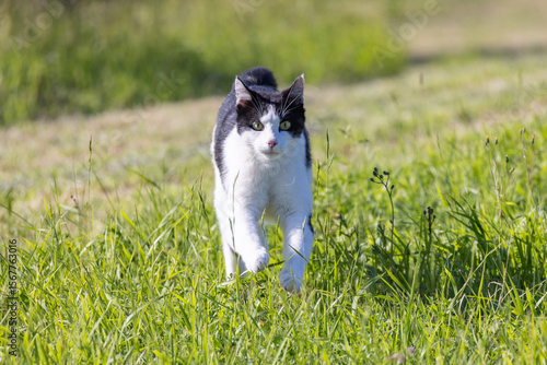Gatti che corrono sulla collina di casa.