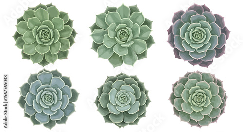 Succulent plants collection