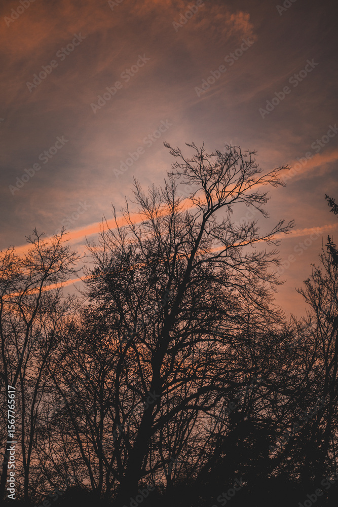 Obraz premium sunset in the forest