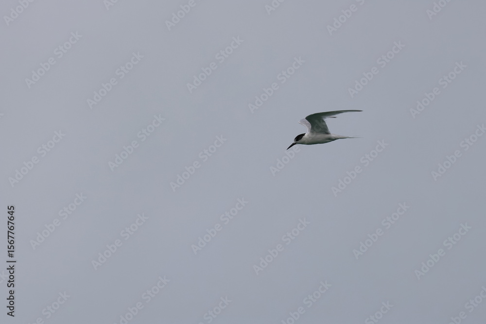 Obraz premium tern