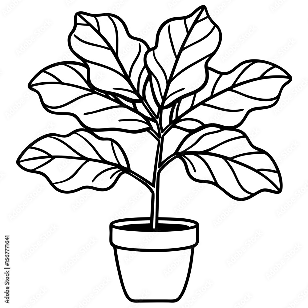 Obraz premium Fiddle Leaf Fig line art vector