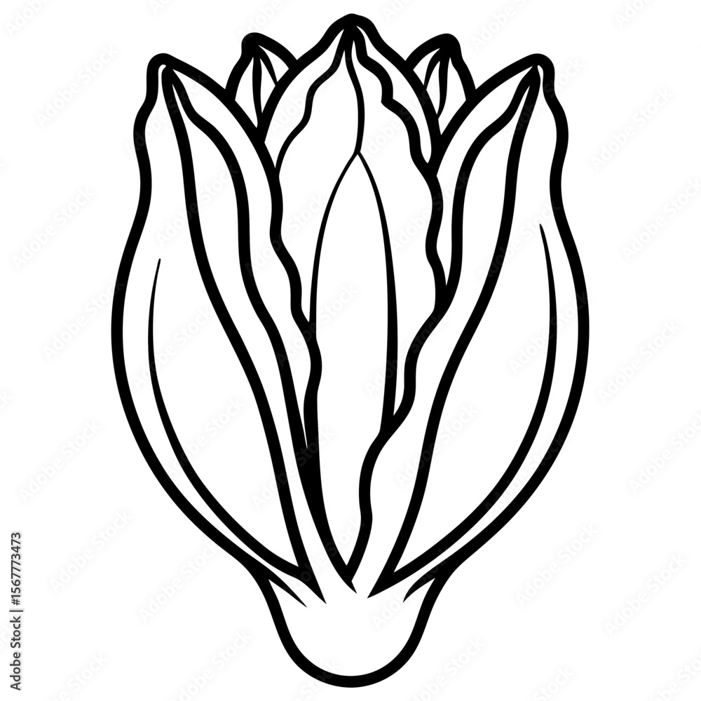 Endive line art vector Endive line art vector