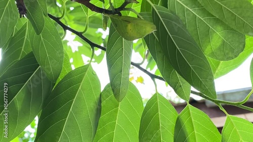 green leaves in the garden