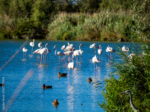 Flamingos in the marsh. Saintes-Maries-de-la-Mer, France
