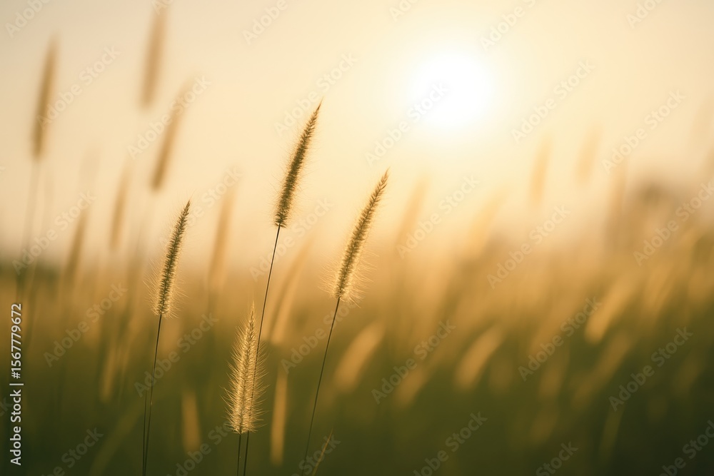 Faded grass in a natural winter meadow scene with sunlight shining through Faded grass in a natural winter meadow scene with sunlight shining through