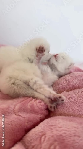 Two playful white kittens frolic on a soft pink blanket, showcasing their playful nature and adorable antics.