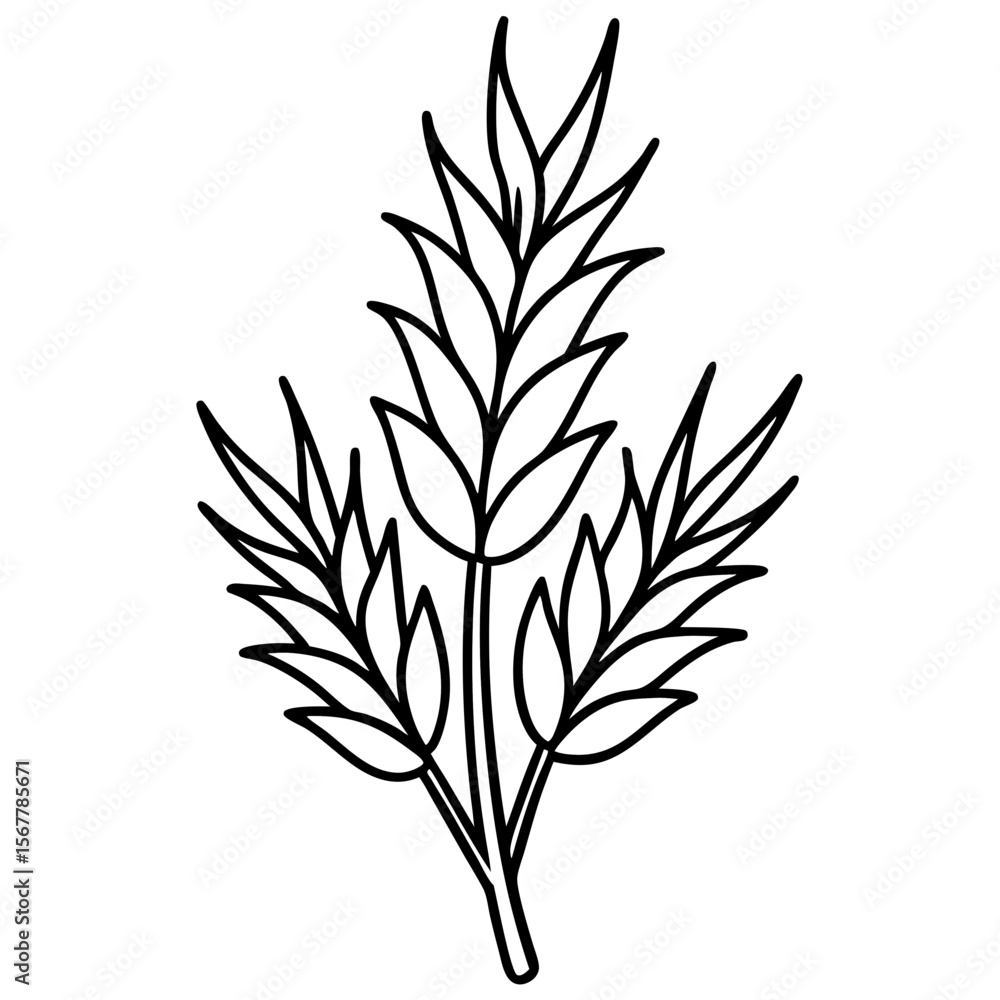 Fototapeta premium Heather line art vector