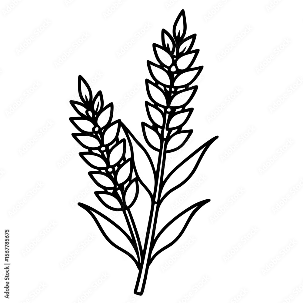 Obraz premium Heather line art vector