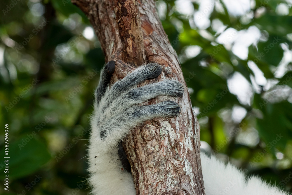 Obraz premium Propithèque de Verreaux, Lémurien, Propithecus verreauxi, Madagascar
