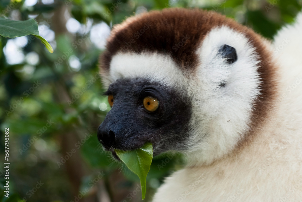 Fototapeta premium Propithèque de Verreaux, Lémurien, Propithecus verreauxi, Madagascar