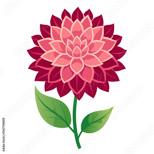 dahlia flower isolated on white