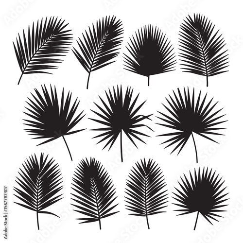 Black palm frond silhouettes various shapes and sizes palm leaves tropical