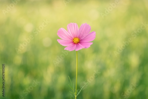 A single pink cosmos bloom gracefully rising in a tranquil field, softly blurred