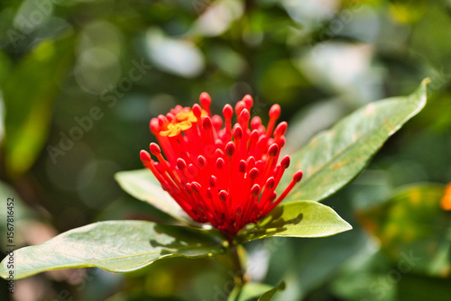 A Stunning View of Red Flower Buds Amongst Green Leaves