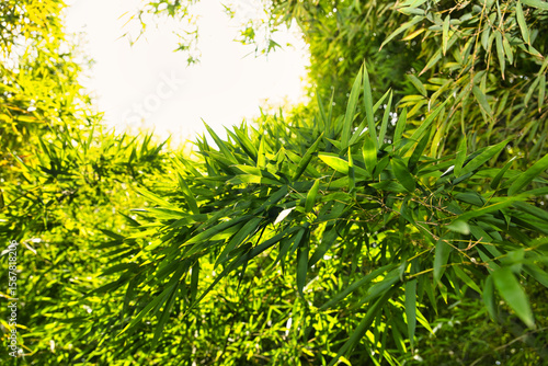 Bamboo Grove Bathed in Sunlight