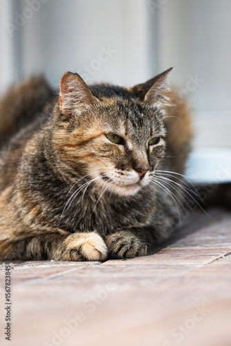 portrait of a cat