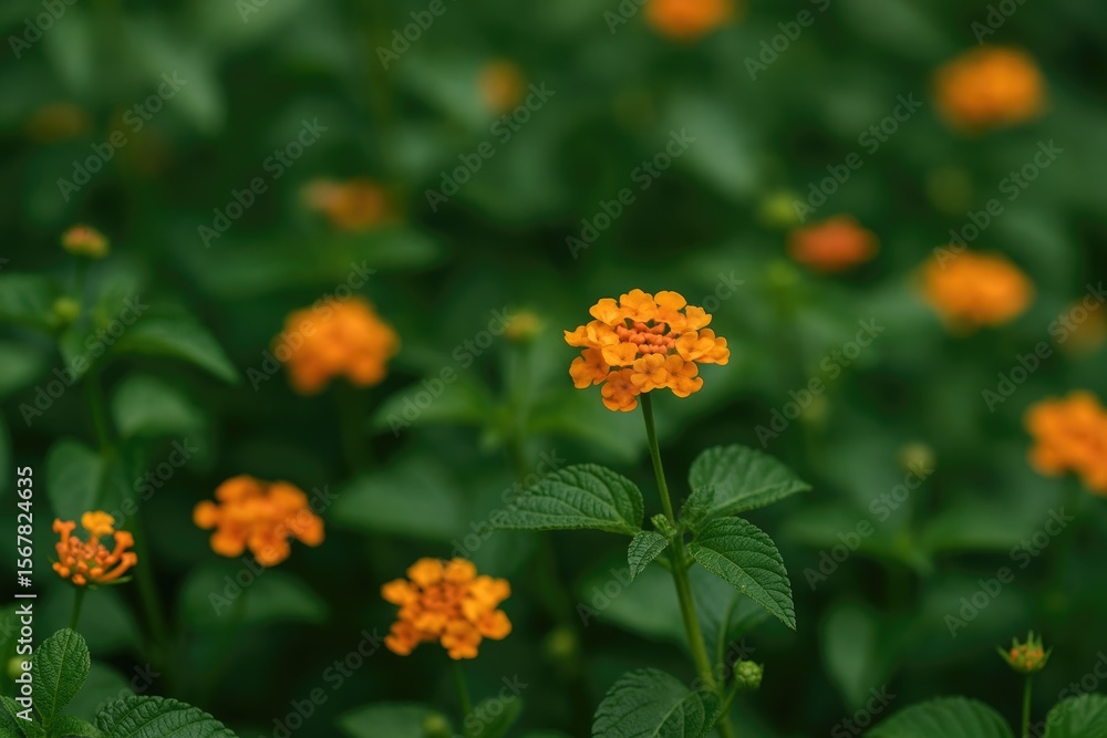A beautiful botanical specimen A beautiful botanical specimen