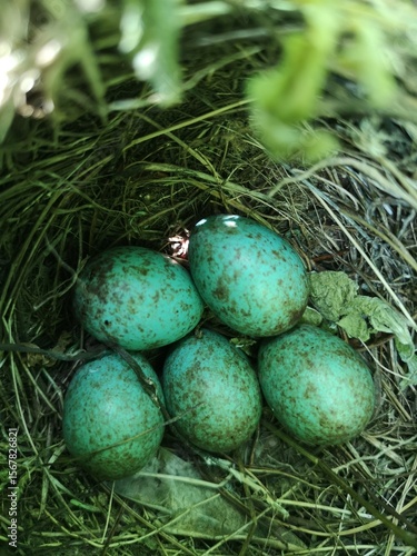 A blackbird’s nest containing five blackbird eggs.