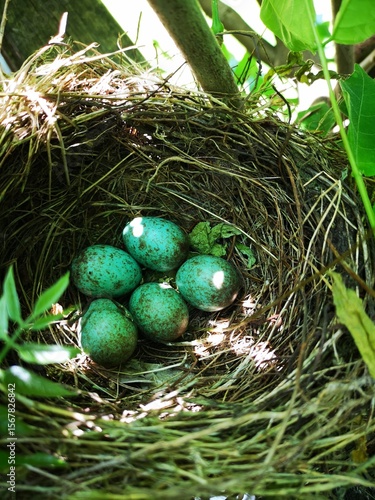 A blackbird’s nest containing five blackbird eggs.