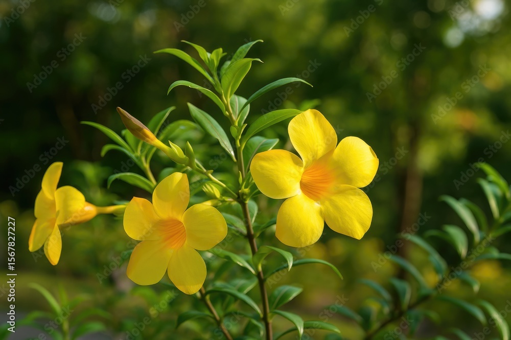 Obraz premium Decorative vine featuring vibrant yellow flowers ideal for outdoor terrace decoration