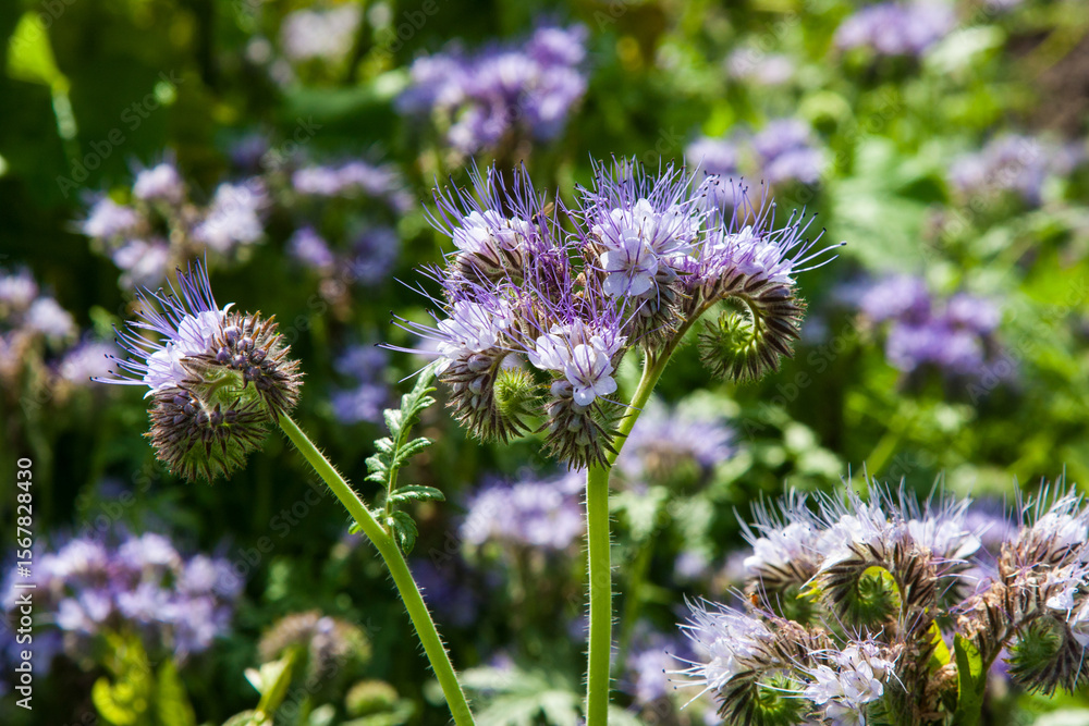 Small violet flowers in summer garden. The violet flowers of the phacelia tanacetifolia, lacy phacelia, tansy-leaf phacelia, blue tansy, purple tansy or fiddleneck. Small violet flowers in summer garden. The violet flowers of the phacelia tanacetifolia, lacy phacelia, tansy-leaf phacelia, blue tansy, purple tansy or fiddleneck.