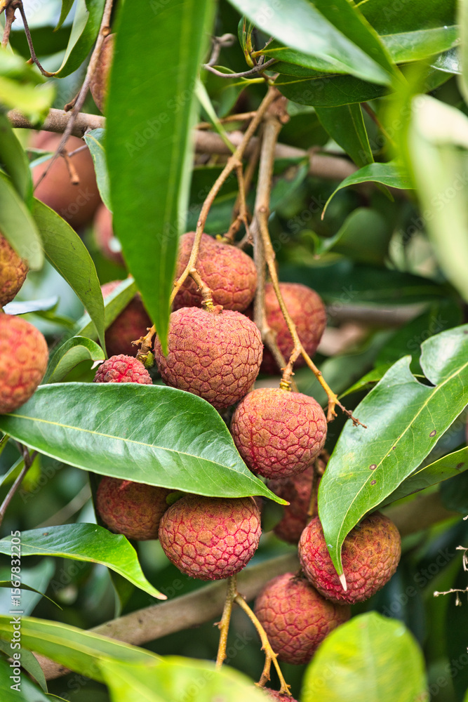 Fototapeta premium Fresh Litchi Fruits Hanging on the Branches