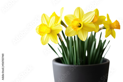 Wallpaper Mural Daffodils in Bloom Yellow Floral Springtime Potted Plant Elegance Narcissus Flowers Petals on transparent background Torontodigital.ca
